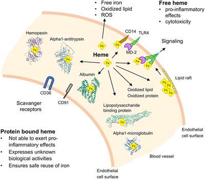 TLR4 Signaling by Heme and the Role of Heme-Binding Blood Proteins